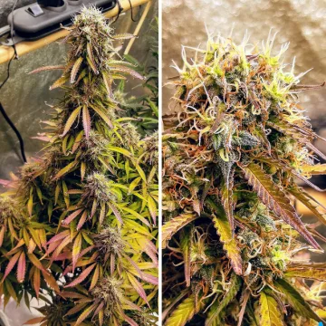 Blue Auto Mazar – Dutch Passion – autoflowering