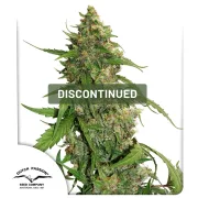 CBD Auto Compassion Lime – Dutch Passion – Autoflowering
