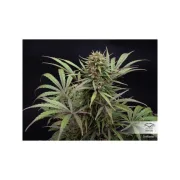 CBD ComPassion – Dutch Passion – Feminized