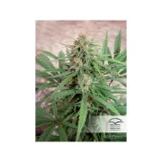 CBD ComPassion – Dutch Passion – Feminized