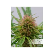 CBD ComPassion – Dutch Passion – Feminized