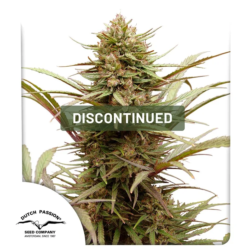 CBD ComPassion – Dutch Passion – Feminized