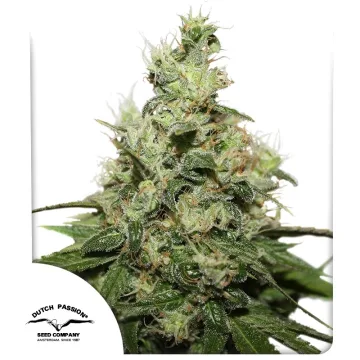 CBD Kush – Dutch Passion – feminized