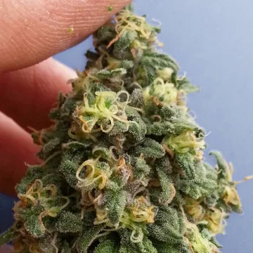 CBD Kush – Dutch Passion – feminized