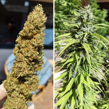 CBD Kush – Dutch Passion – feminized