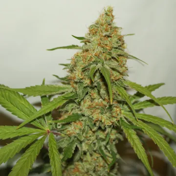 CBD Kush – Dutch Passion – feminized