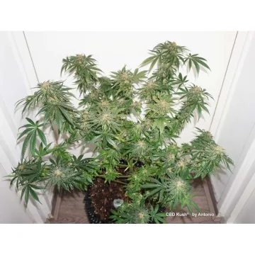 CBD Kush – Dutch Passion – feminized