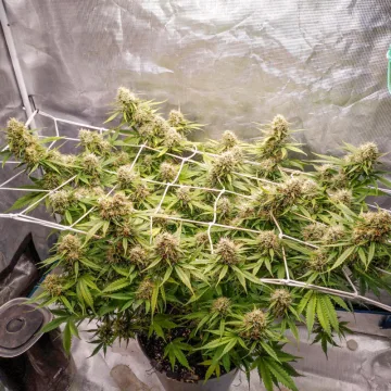 Auto Blueberry – Dutch Passion – autoflowering