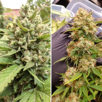 Auto Blueberry – Dutch Passion – autoflowering