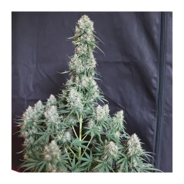 Auto Blueberry – Dutch Passion – autoflowering