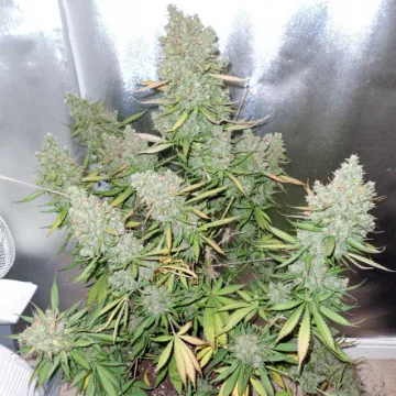 Auto Blueberry – Dutch Passion – autoflowering