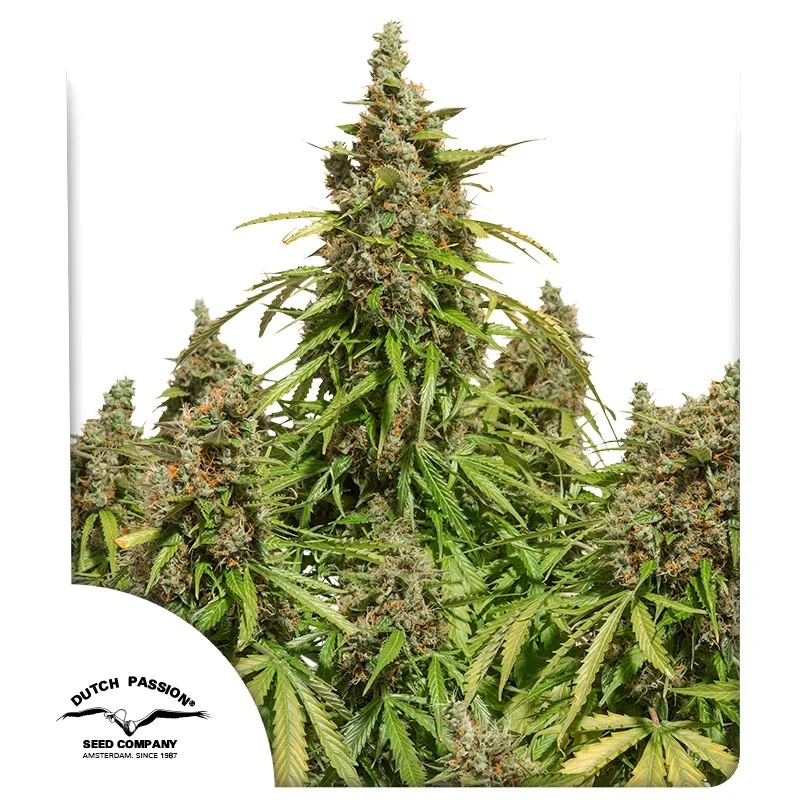 Auto Mazar – Dutch Passion – autoflowering