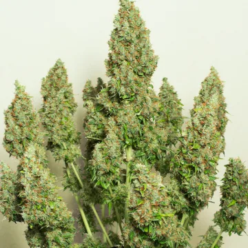 Auto Mazar – Dutch Passion – autoflowering