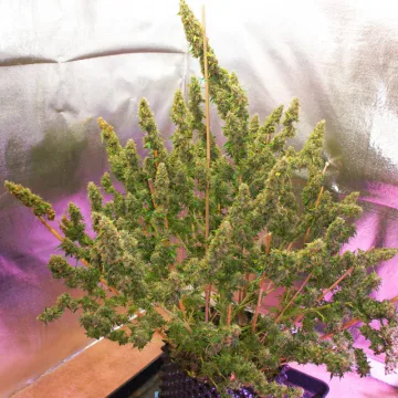 Auto Mazar – Dutch Passion – autoflowering
