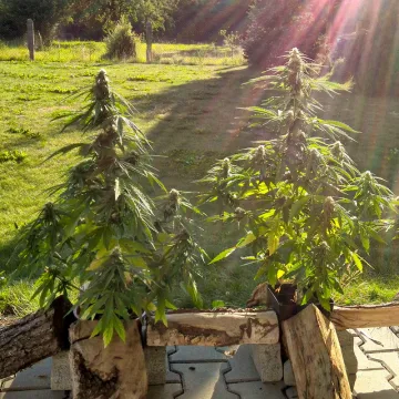Auto Mazar – Dutch Passion – autoflowering