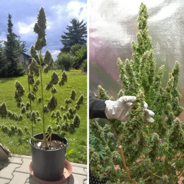 Auto Mazar – Dutch Passion – autoflowering