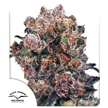 Blueberry – Dutch Passion – feminized