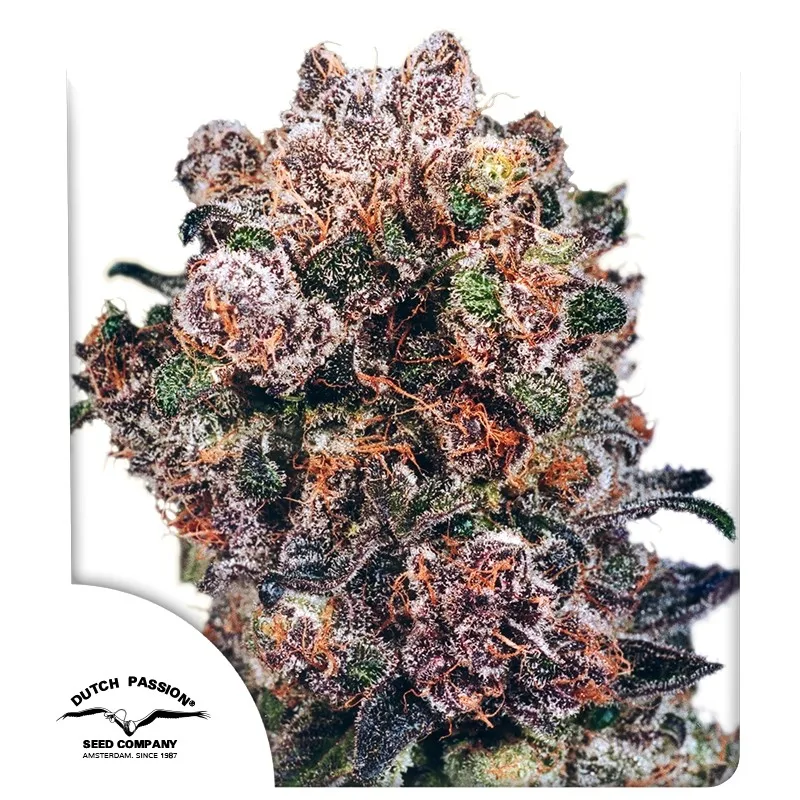 Blueberry – Dutch Passion – feminized