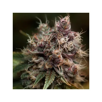Blueberry – Dutch Passion – feminized