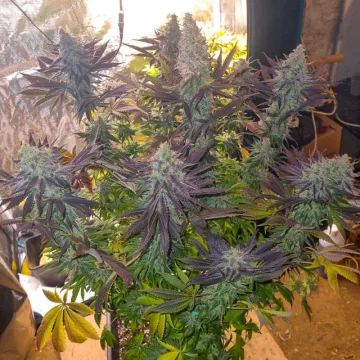 Blueberry – Dutch Passion – feminized