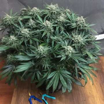 Blueberry – Dutch Passion – feminized