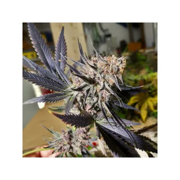 Blueberry – Dutch Passion – feminized
