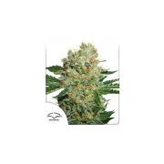 Brainstorm – Dutch Passion – Feminized