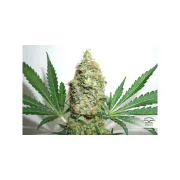 Brainstorm – Dutch Passion – Feminized