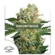 Brainstorm – Dutch Passion – Feminized