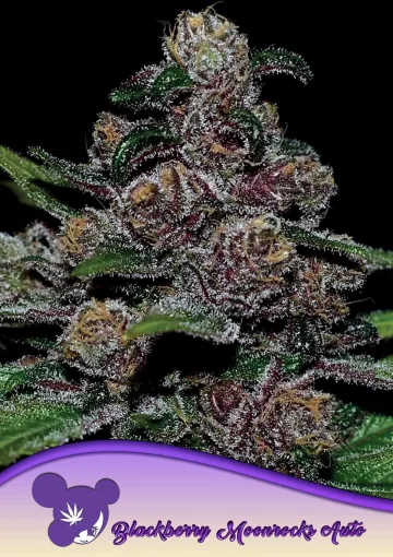 Auto Blackberry Moonrocks – Anesia Seeds – autoflowering