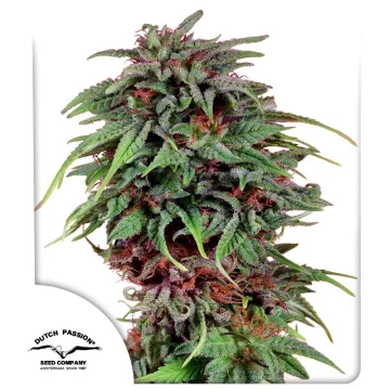 Durban Poison – Dutch Passion – feminized