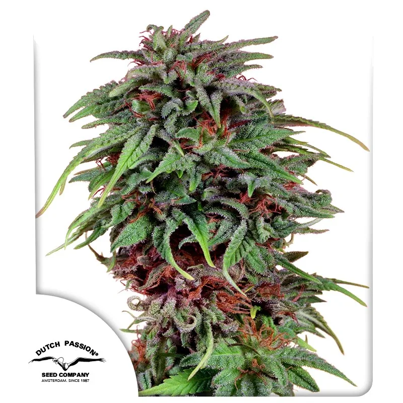 Durban Poison – Dutch Passion – feminized