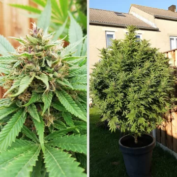 Durban Poison – Dutch Passion – feminized