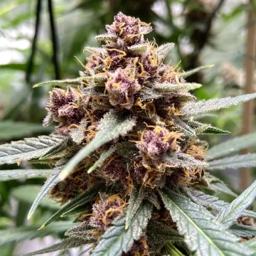 Durban Poison – Dutch Passion – feminized