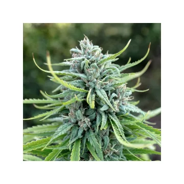 Durban Poison – Dutch Passion – feminized