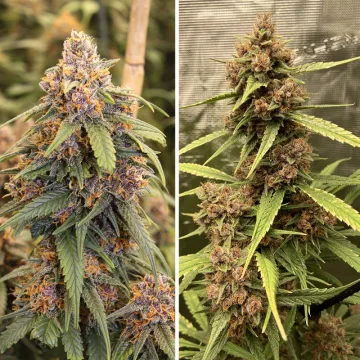 Durban Poison – Dutch Passion – feminized