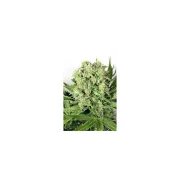 Dutch Cheese – Dutch Passion – Feminized
