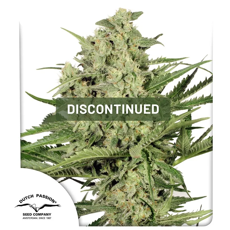 Dutch Cheese – Dutch Passion – Feminized