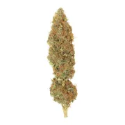 Dutch Haze – Dutch Passion – Feminized
