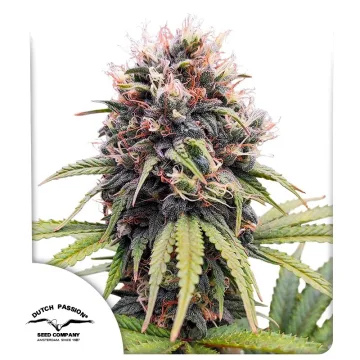 Euforia – Dutch Passion – feminized