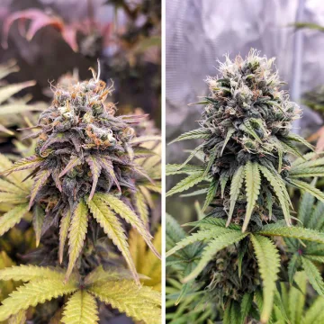 Euforia – Dutch Passion – feminized