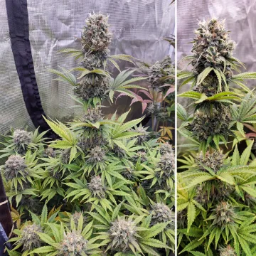 Euforia – Dutch Passion – feminized