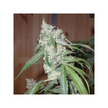 Euforia – Dutch Passion – feminized