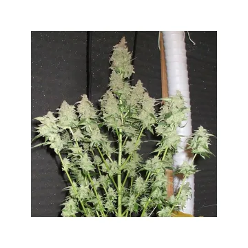 Euforia – Dutch Passion – feminized