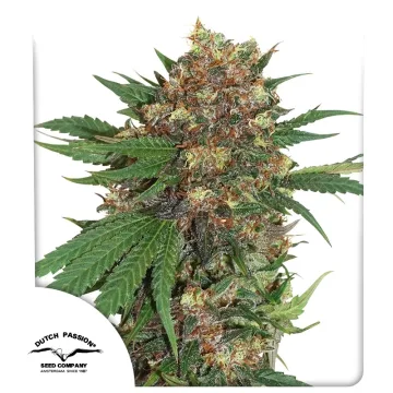Masterkush – Dutch Passion – feminized