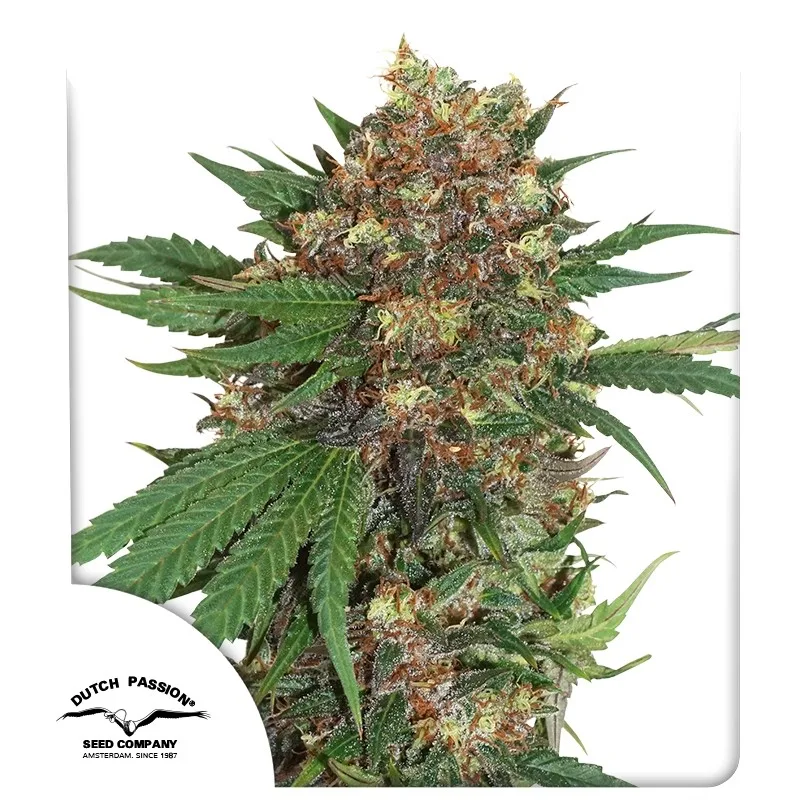 Masterkush – Dutch Passion – feminized
