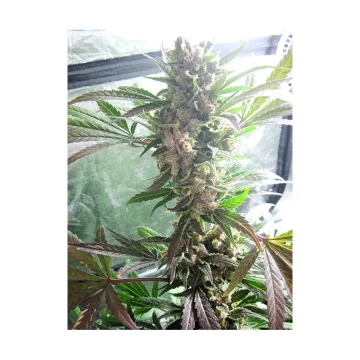 Masterkush – Dutch Passion – feminized