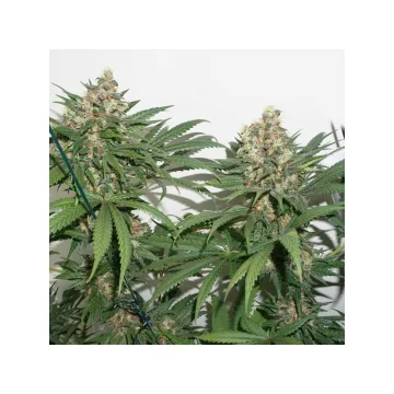 Masterkush – Dutch Passion – feminized