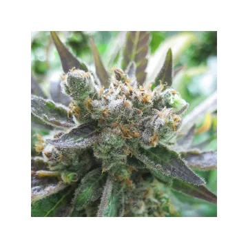 Masterkush – Dutch Passion – feminized