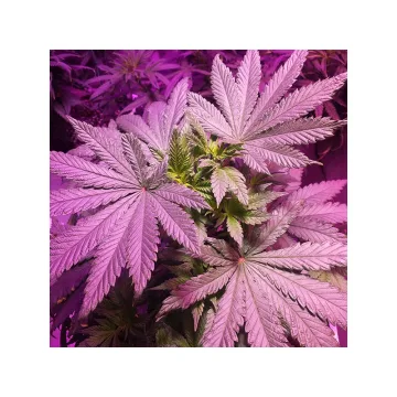 Masterkush – Dutch Passion – feminized